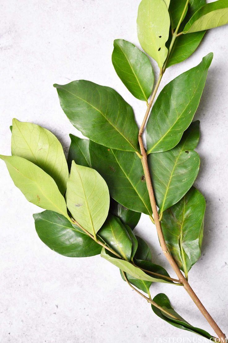 obat asam urat di kaki