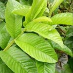 Daun Jambu Biji (Psidium guajava)