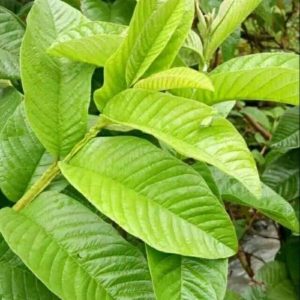Daun Jambu Biji (Psidium guajava)