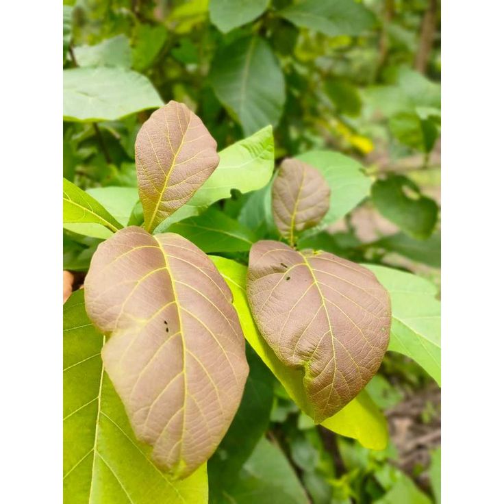 Daun Jati (Tectona grandis)