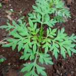 Daun Kenikir (Cissampelus tomentosa)