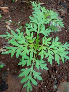 Daun Kenikir (Cissampelus tomentosa)