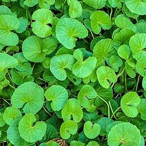 Daun Pegagan (Centella asiatica)