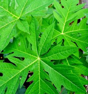 Daun Pepaya (Carica papaya)