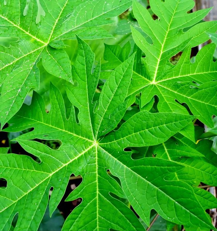 Daun Pepaya (Carica papaya)