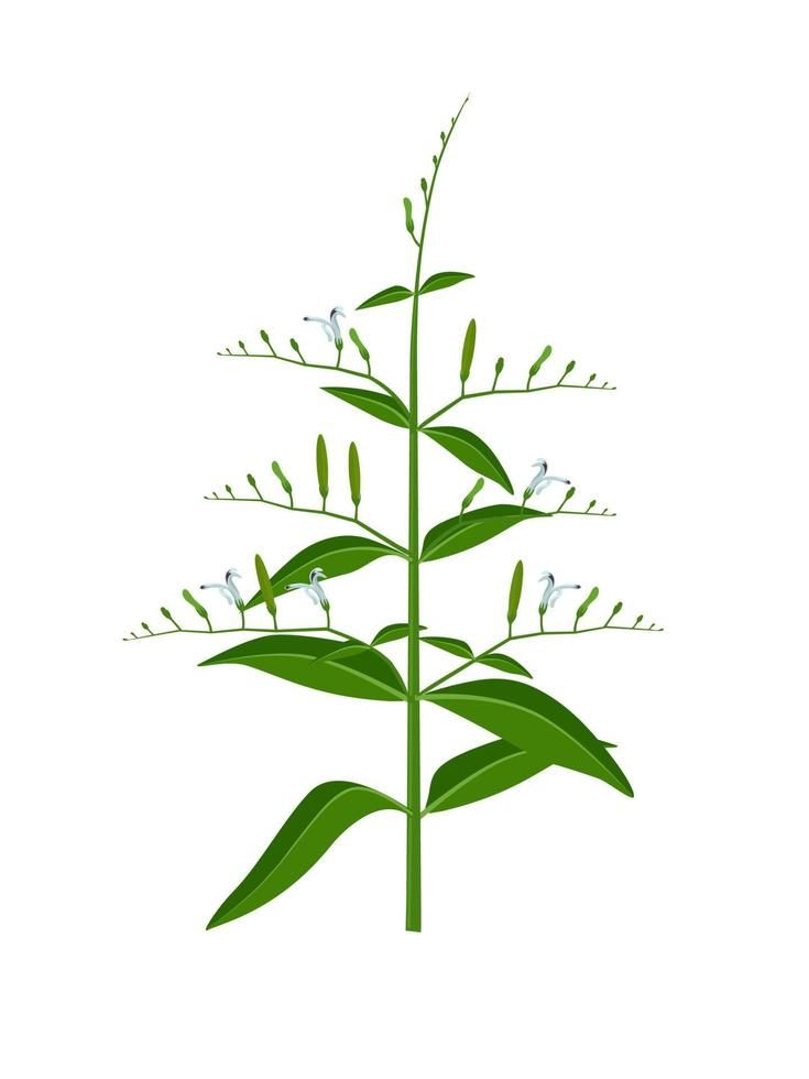 Daun Sembung (Andrographis paniculata)