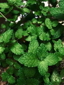 Daun mint (Mentha spp.)