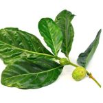 Daun noni (mengkudu)