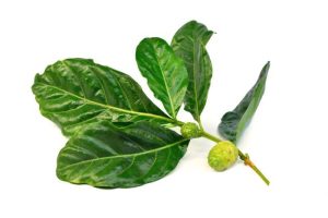 Daun noni (mengkudu)