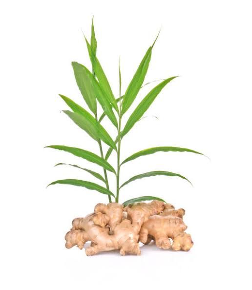 Obat Herbal untuk Asma