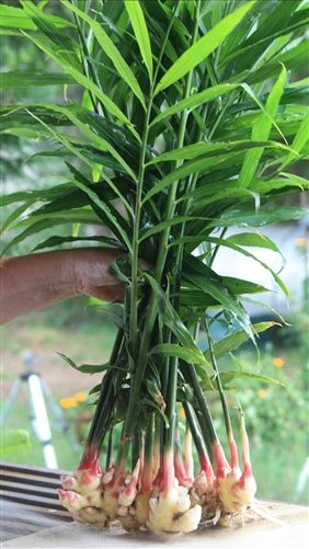 Jahe (Zingiber officinale)