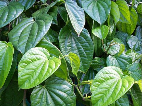 obat gatal selangkangan tradisional ampuh