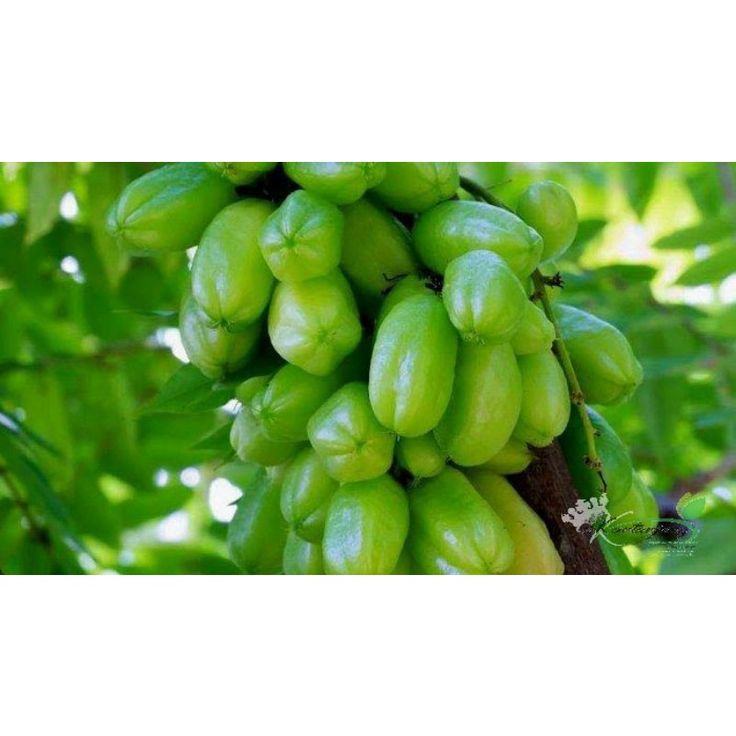 Daun Belimbing Wuluh (Averrhoa bilimbi)
