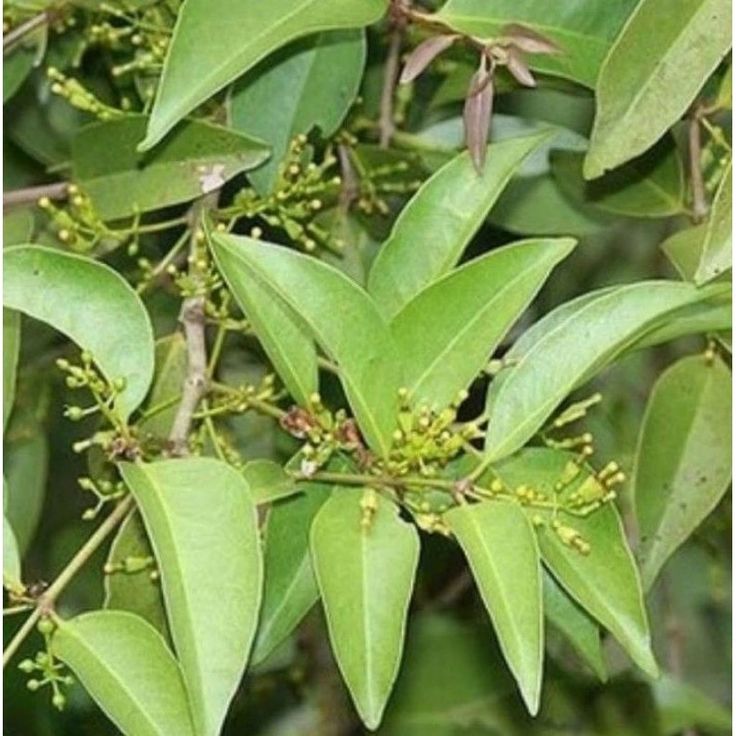 Daun Benalu (Viscum album)
