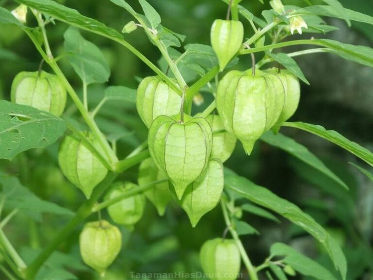 Daun Ciplukan (Alternanthera sessilis)