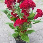 Daun Jengger Ayam (Tribulus terrestris)