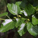 Daun Murbei (Morus alba)