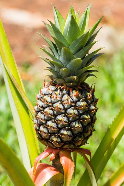 Daun Nanas Kerang (Ananas comosus)