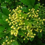 Daun Pacar Cina (Polygonum barbatum)