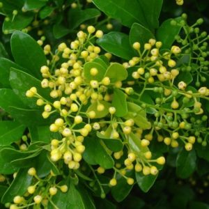 Daun Pacar Cina (Polygonum barbatum)