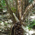 Daun Salak (Salacca zalacca)