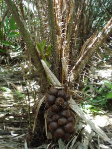 Daun Salak (Salacca zalacca)