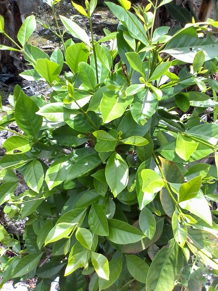 Daun Salam (Syzygium cumini)