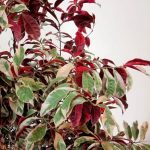 Daun Sambang Darah (Coleus blumei)