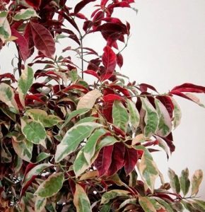 Daun Sambang Darah (Coleus blumei)