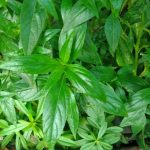 Daun Samiloto (Centropogon albus)