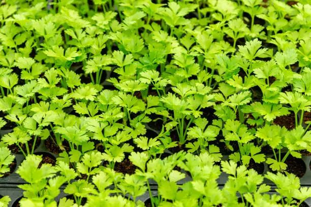 Daun Seledri (Apium graveolens)