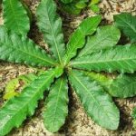 Daun Tapak Liman (Anredera cordifolia)