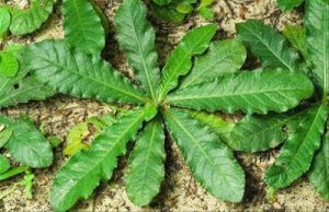Daun Tapak Liman (Anredera cordifolia)