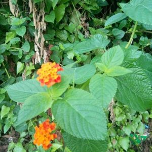 Daun Tembelekan (Acanthus ilicifolius)