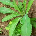 Daun Tempuyung (Celosia argentea)