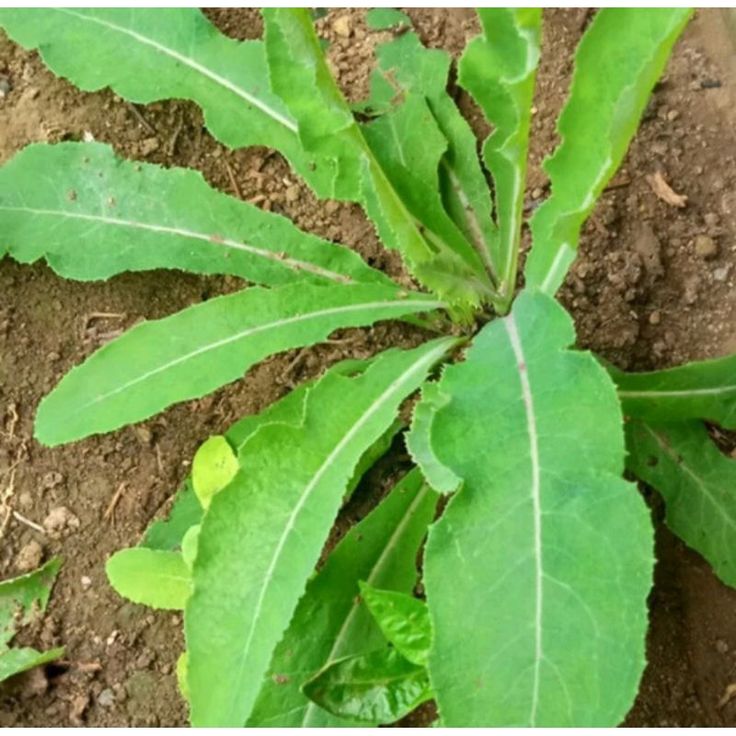 Daun Tempuyung (Celosia argentea)
