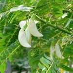 Daun Turi (Leucaena leucocephala)