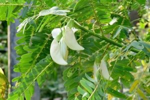 Daun Turi (Leucaena leucocephala)