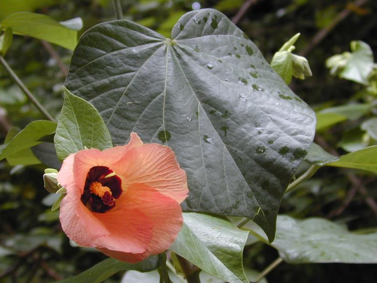 Daun Waru (Hibiscus manihot)