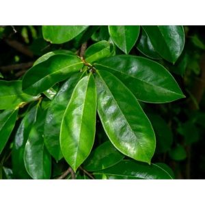 Obat Tradisional untuk Asam Urat