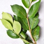 Obat Tradisional untuk Asam Urat
