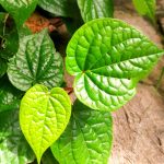obat biduran alami