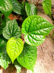 obat biduran alami