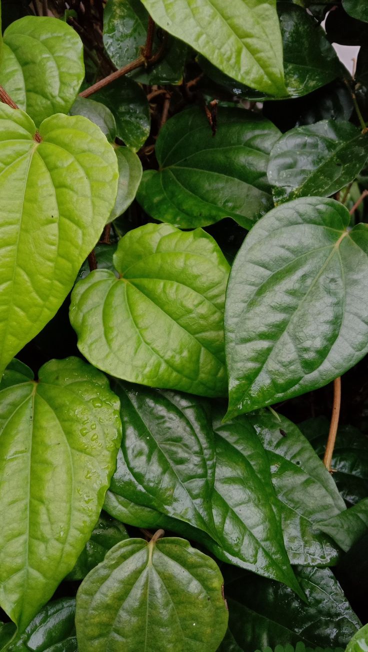 obat keputihan tradisional