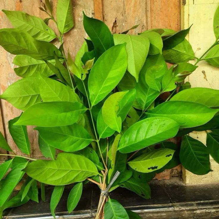 herbal kolesterol