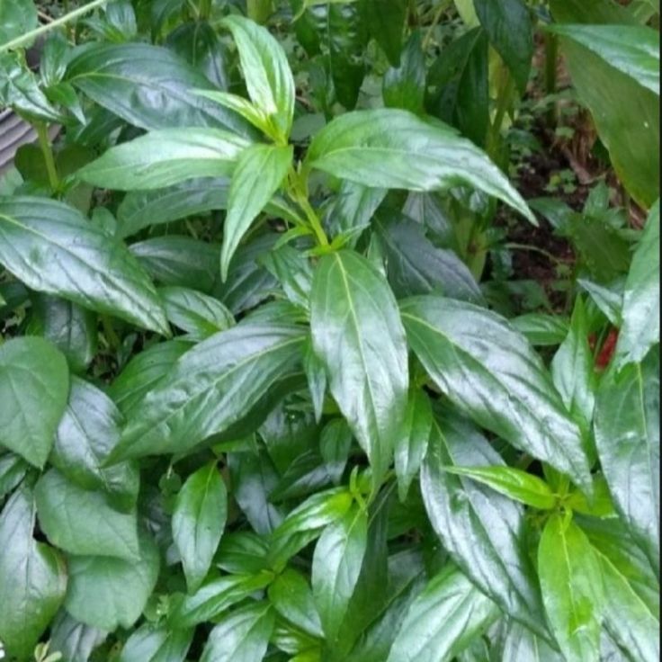 herbal untuk asam urat
