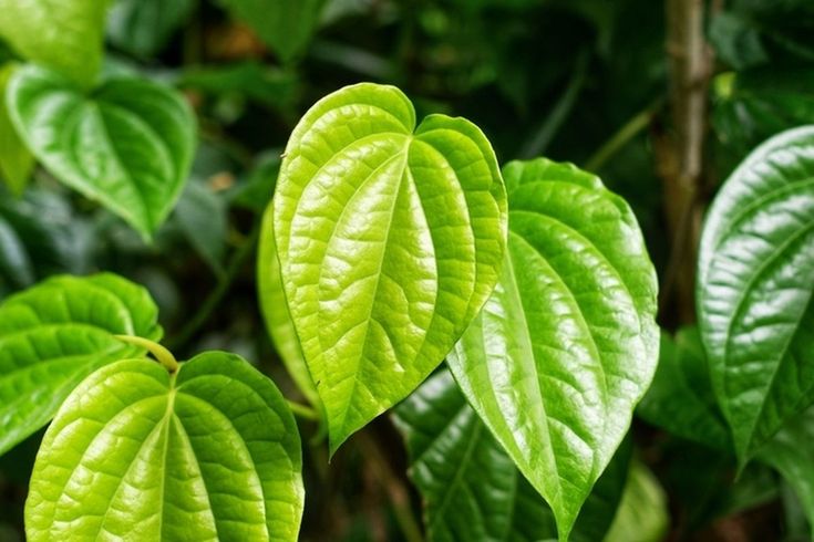 jamu untuk menghilangkan bau miss v