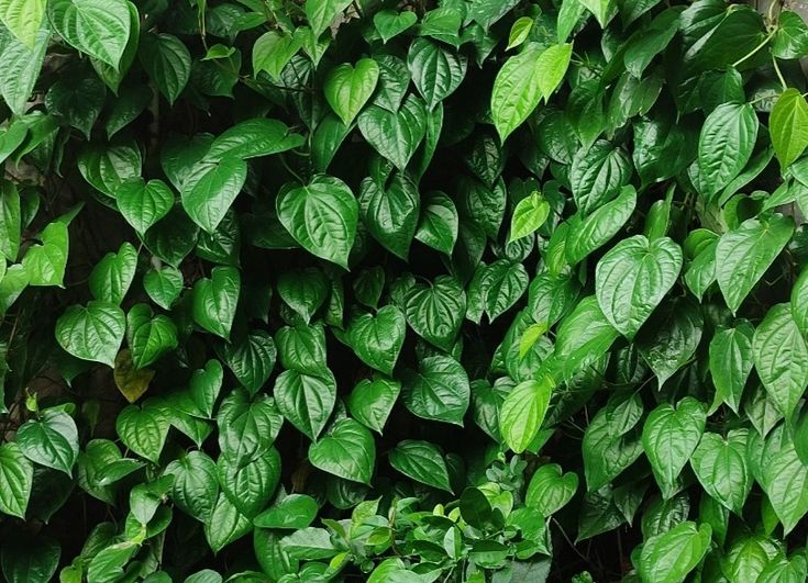 jamu untuk merapatkan miss v