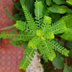 meniran