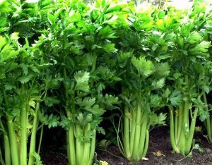 obat alami menurunkan darah tinggi